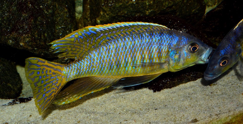 Mylochromis spilostichus 'Makokola Reef'